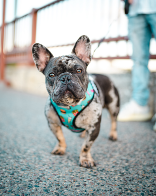 gray merle frenchie wearing a blue harness